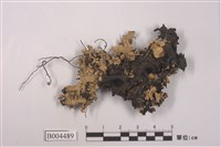 藏品(網梅衣)的圖片